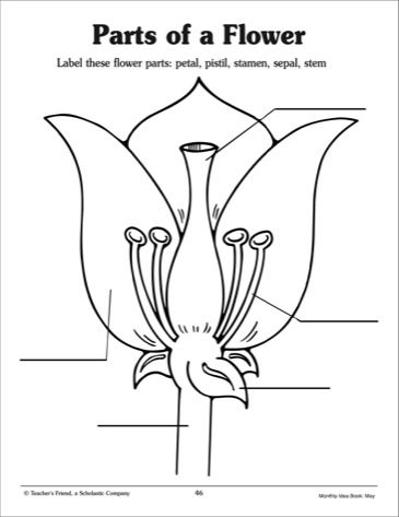 Insect reproductive system pdf