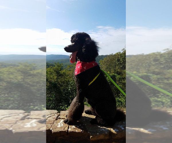 Litter Of 5 Poodle Standard Puppies For Sale In Saranac Ny Adn