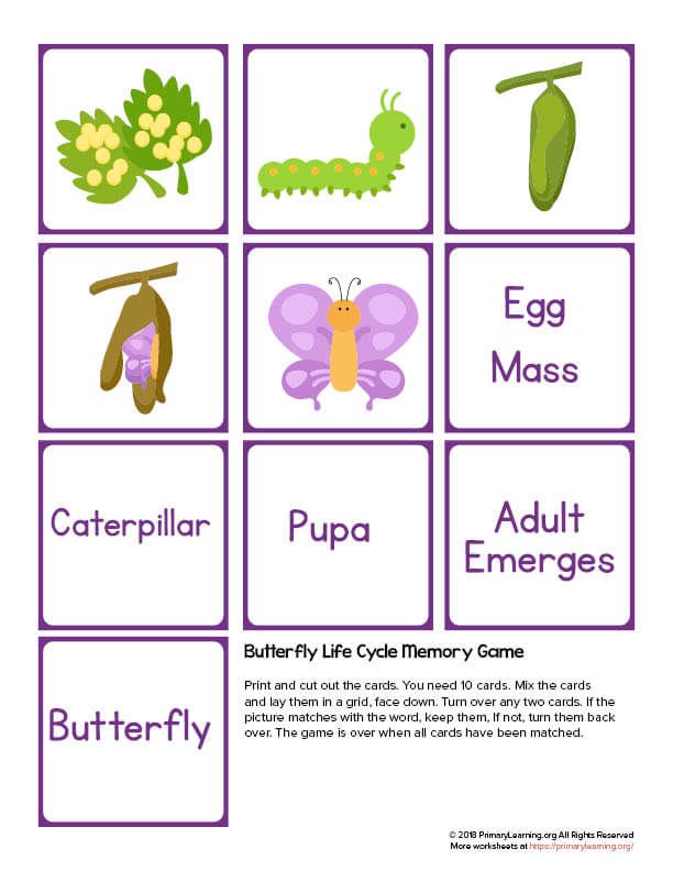 Printable Butterfly Life Cycle Memory Game Butterfly life cycle, Life