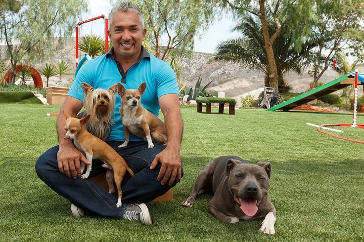Dog Agility Training Oceanside Ca Dog Agility Training Oceanside Ca