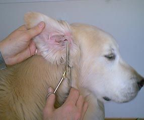 how to groom my golden retriever best 25 grooming golden retriever ideas on grooming tips how to groom my golden retriever best 25 grooming golden retriever ideas on grooming tips