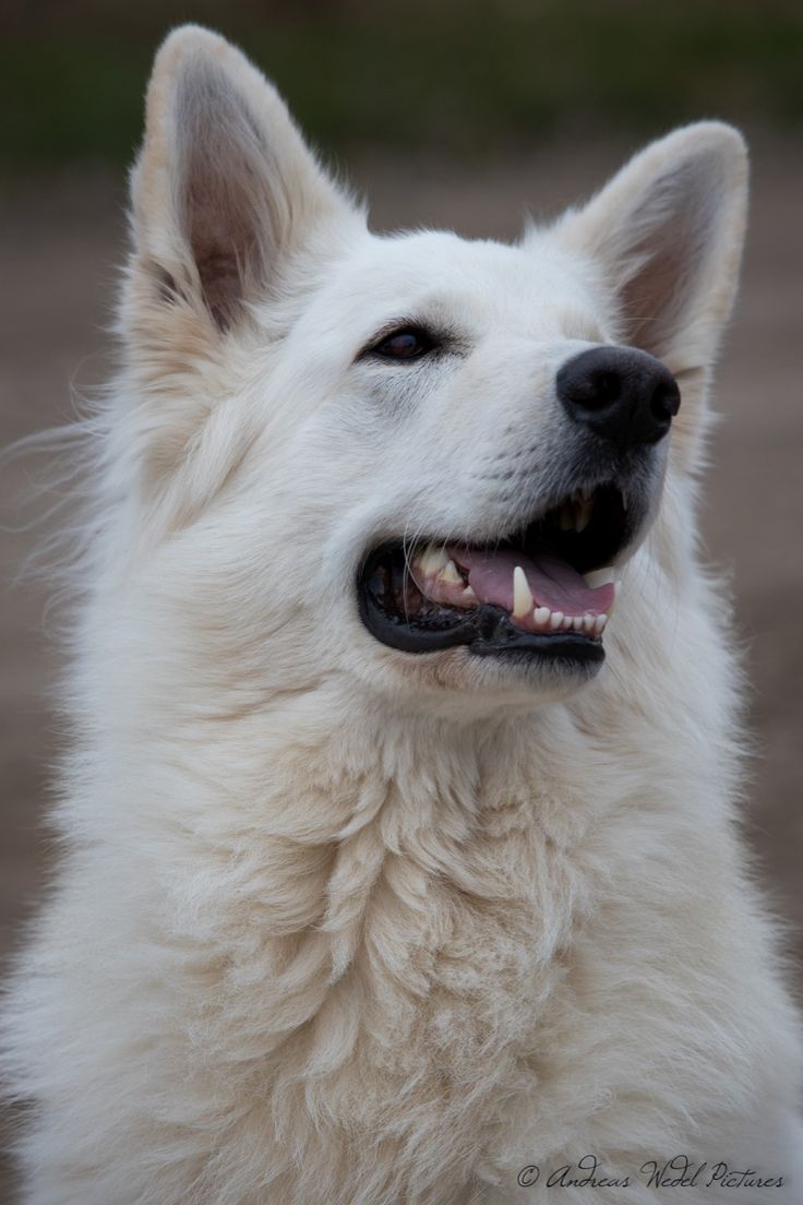 Ein Wunderschoner Weisser Schaferhund In 2021 Weisser Schaferhund Schaferhunde Deutsch Schaferhunde