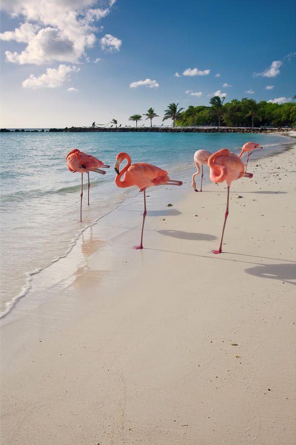 Aruba Beaches Really Do Have A Leg Up On All The Others Renaissance S Private Island Beach Favorite Places To Visit In 2018 Pinterest Flamingo