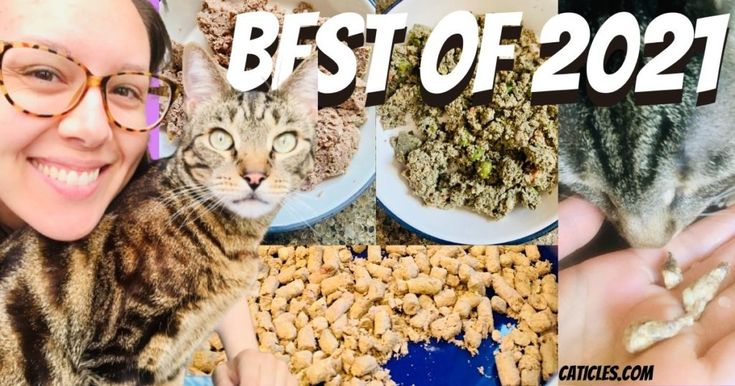 Best Cat Food Brands Healthiest Foods I Use and Recommend in 2021 | Cat