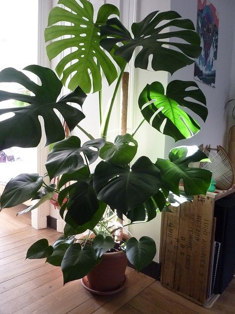 Grow Tropical Indoor Plants A Lil Gardening Grow Tropical Indoor Plants A Lil Gardening House