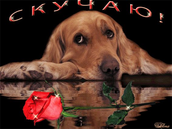 Люблю и скучаю живые картинки, победы картинки