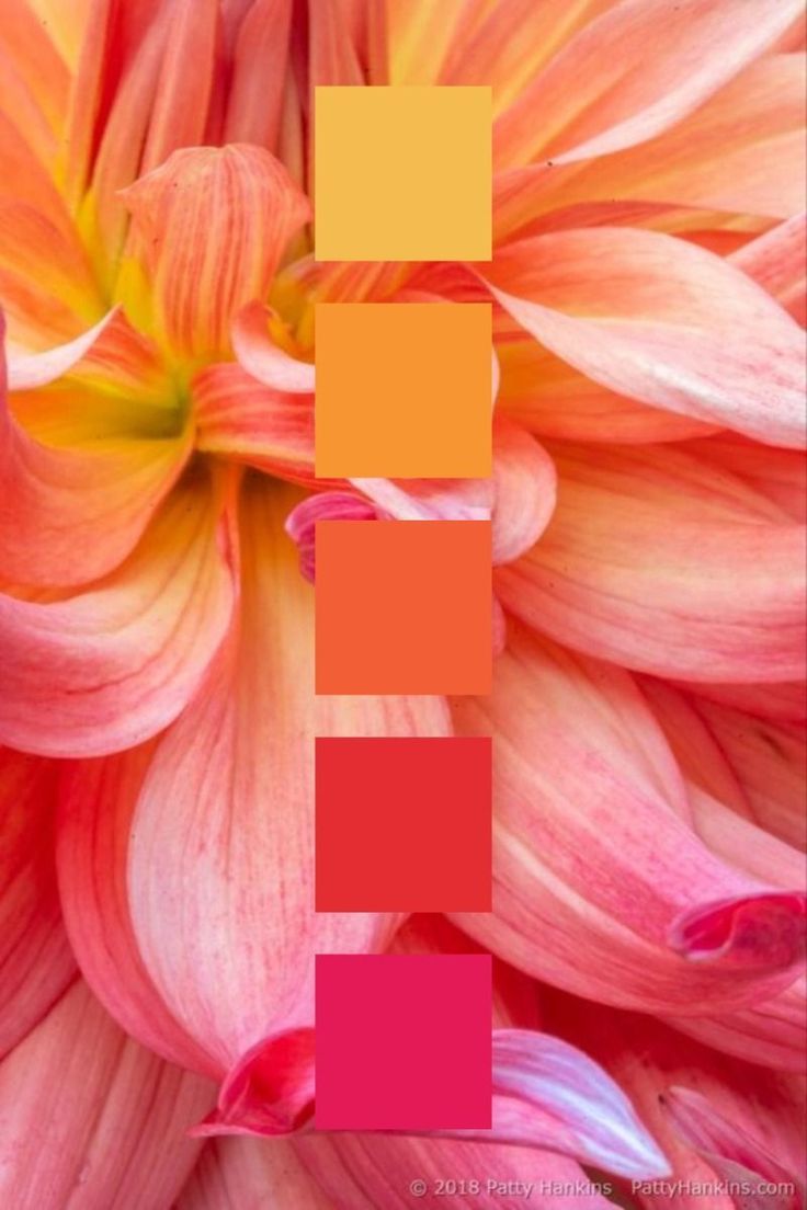 User URL Image