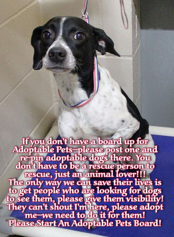 Where Can I Board My Dog Near Me Where Can I Board My Dog Near Me