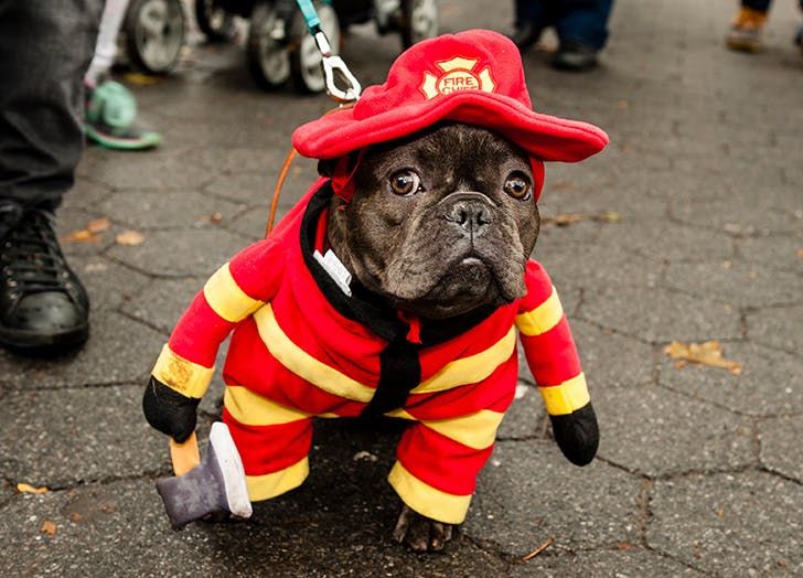 The 38 Best Dog Halloween Costumes Of All Time Dog Halloween