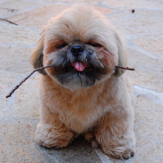 shih tzu nature best 25 shih tzu ideas on shih tzu puppy shihtzu grooming and shitzu puppies shih tzu nature best 25 shih tzu ideas on shih tzu puppy shihtzu grooming and shitzu puppies