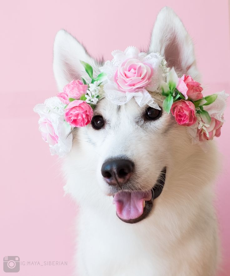 9 Best Maya Dog Wheelchair Images On Pinterest 9 Best Maya Dog Wheelchair Images On Pinterest And Civilization
