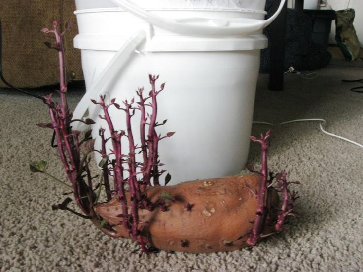 16 best 5 gallon buckets images on Pinterest How to grow sweet potatoes from organic store bought potatoes