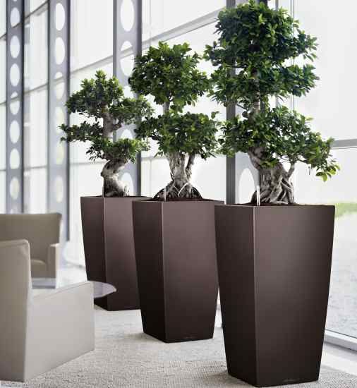34 best Indoor Plants Modern Design images on Pinterest ... 34 best Indoor Plants Modern Design images on Pinterest ...