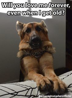 funny german shepherd meme