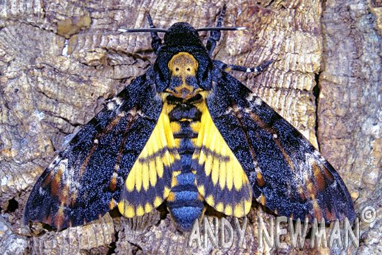deaths head hawk moth moth pinterest moth insects deaths head hawk moth moth pinterest moth insects