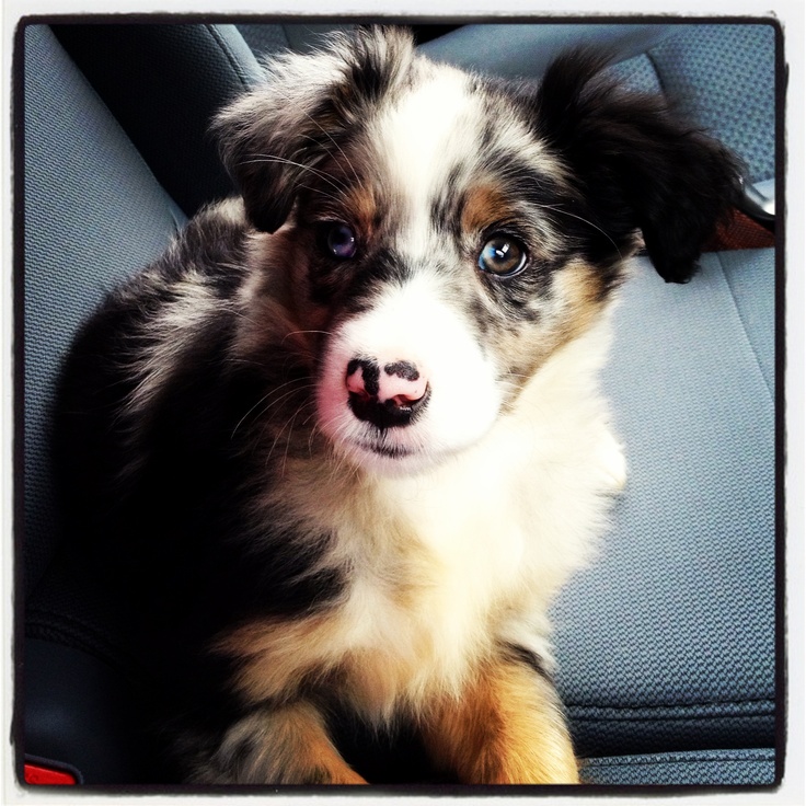 lazy d ranch australian shepherds 118 best my dog images on pinterest animals dogs and aussie puppies lazy d ranch australian shepherds 118 best my dog images on pinterest animals dogs and aussie puppies