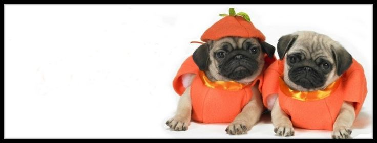 pug cover photo 60 best pug covers images on pug cover photo 60 best pug covers images on