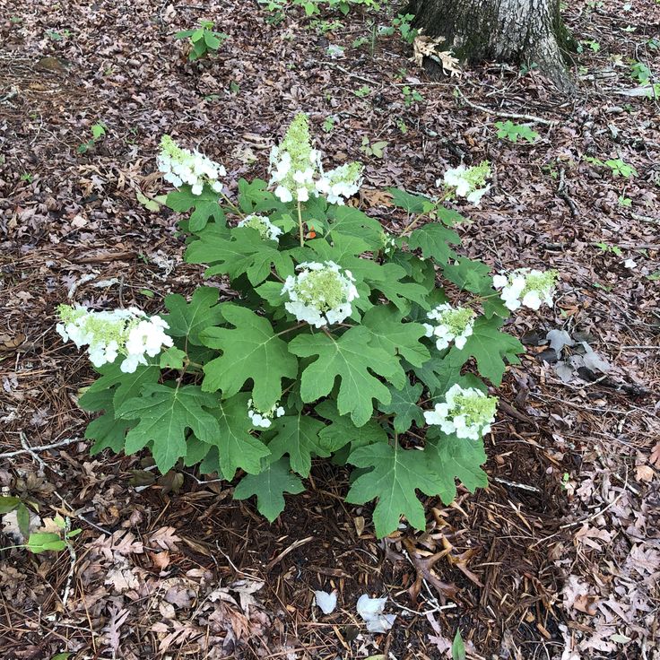 oak leaf hydrangea oak leaf hydrangea