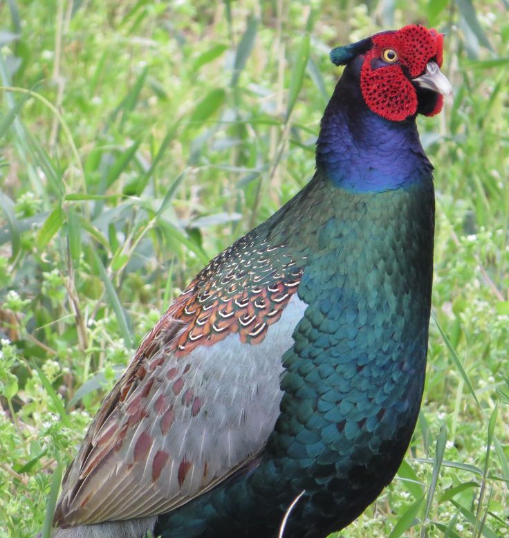 Japan - Green pheasant - National Bird ( No National Animal
