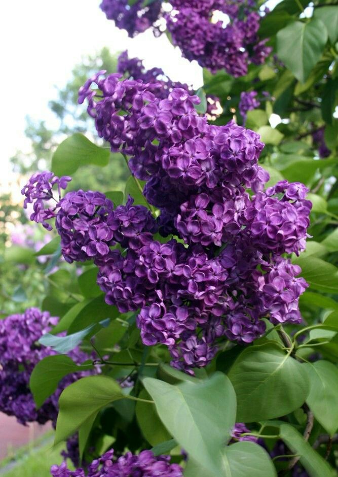 Сирень Степмэн