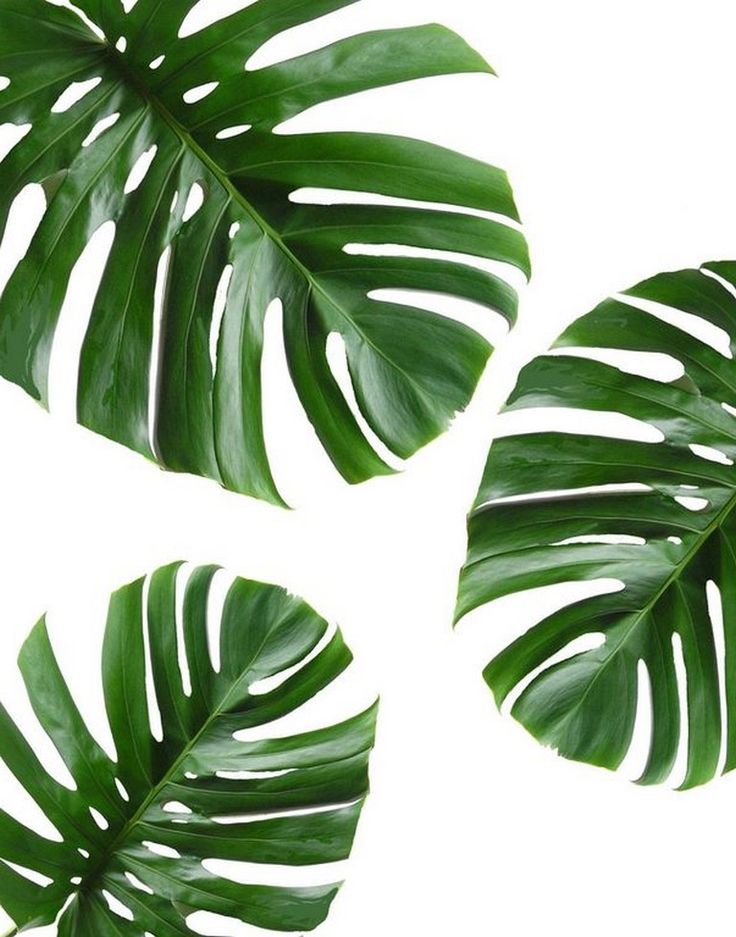 30+ Awesome Tropical Free Wall Art Design and Decor Ideas #designinspiration #de...