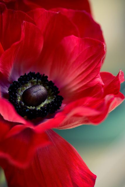 Best 20 Red Flower Pictures Ideas On Pinterest Fondant Flowers Find This Pin And More On Flowers Macro Photography