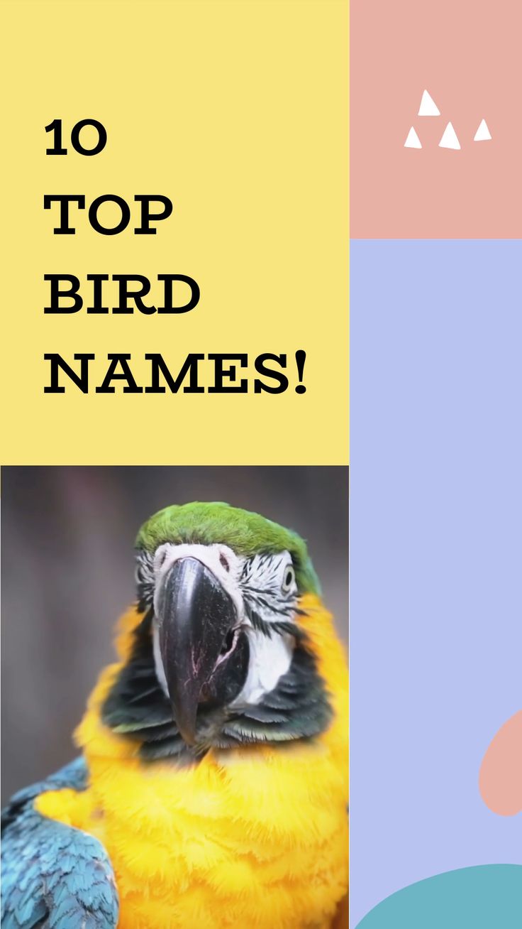 TOP 10 BIRD NAMES! | Pinterest