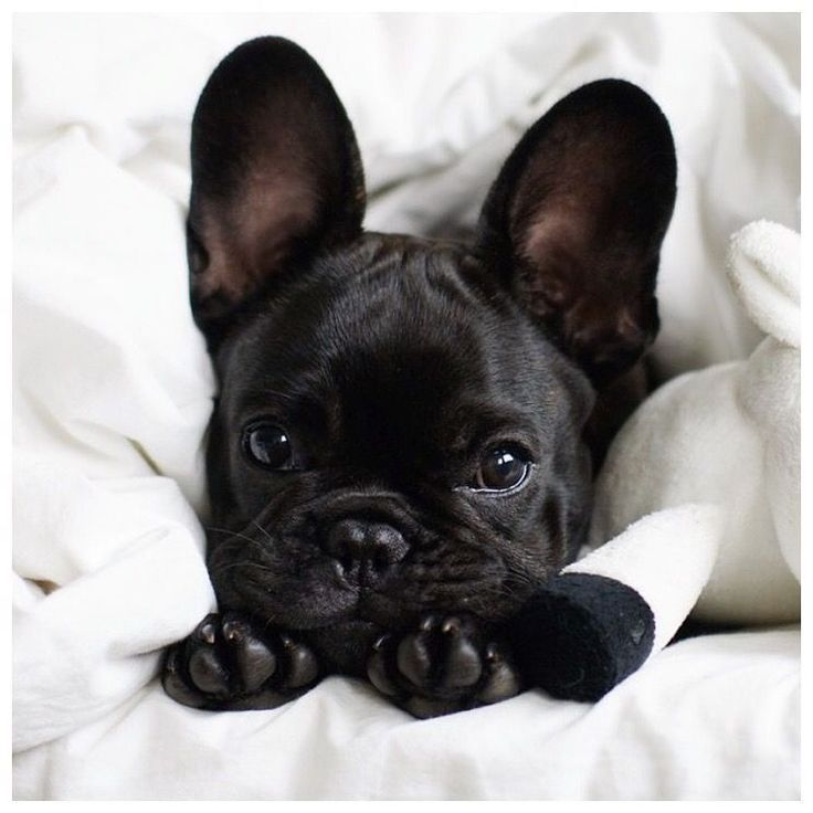 Insta Obsession 76 Scent Of Obsession Baby Animals Cute