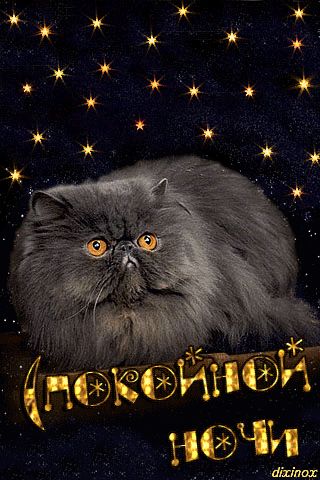 Гифка котята спокойной ночи