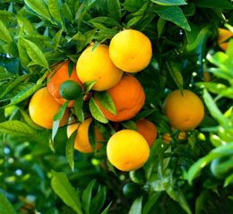 How do clementines grow