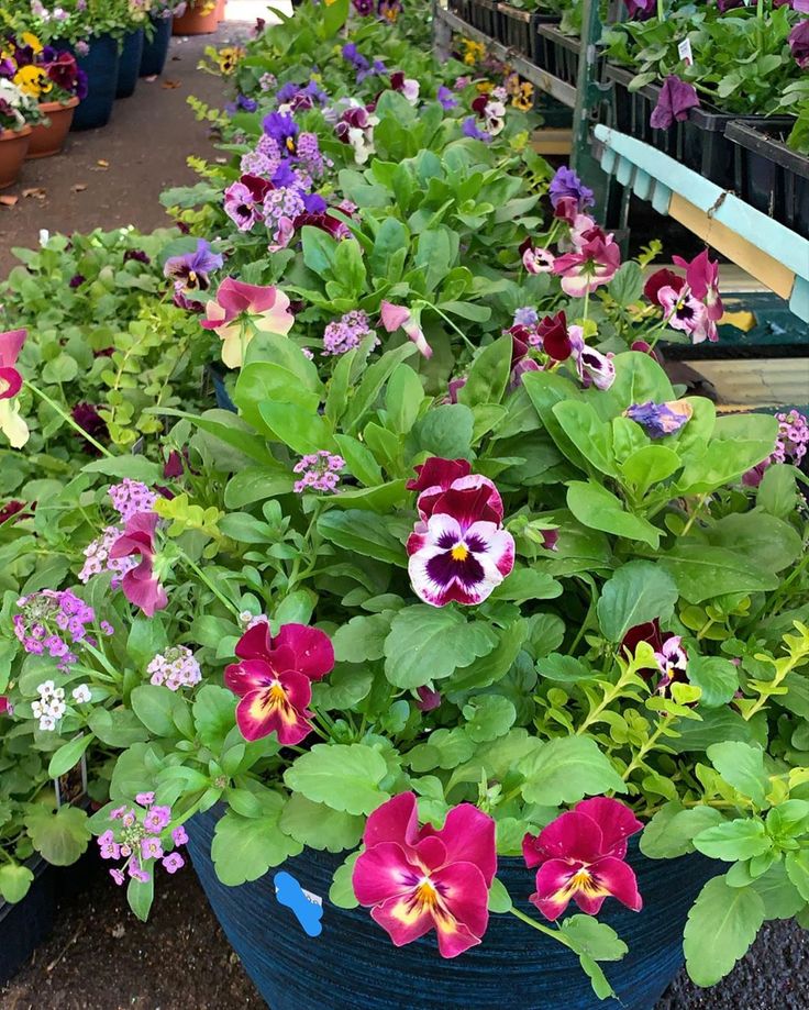Michael S Garden Gate Nursery On Instagram Michaelsgardengatenursery Michaelsnurse Gates Spring Flowers Garden Gates Spring Flowers, Garden Gate Nursery