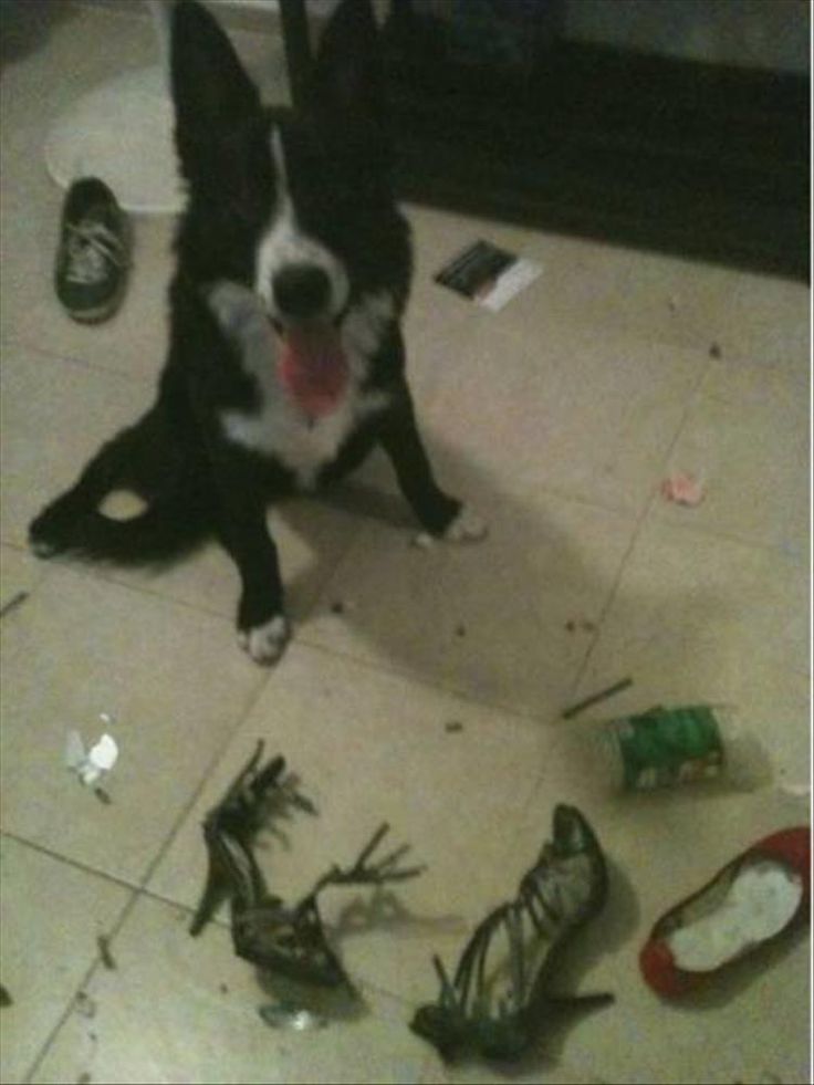 i m starting think pets are reasons we can t have nice things 25 i m starting think pets are reasons we can t have nice things 25