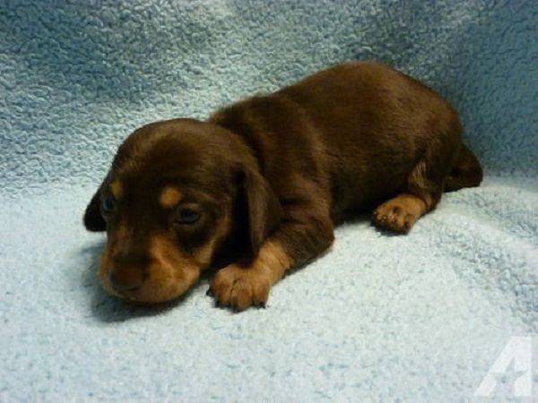 dachshund puppies for sale in ky the 25 best dachshund puppies for sale ideas on daschund puppies for sale dachshund puppies for sale in ky the 25 best dachshund puppies for sale ideas on daschund puppies for sale