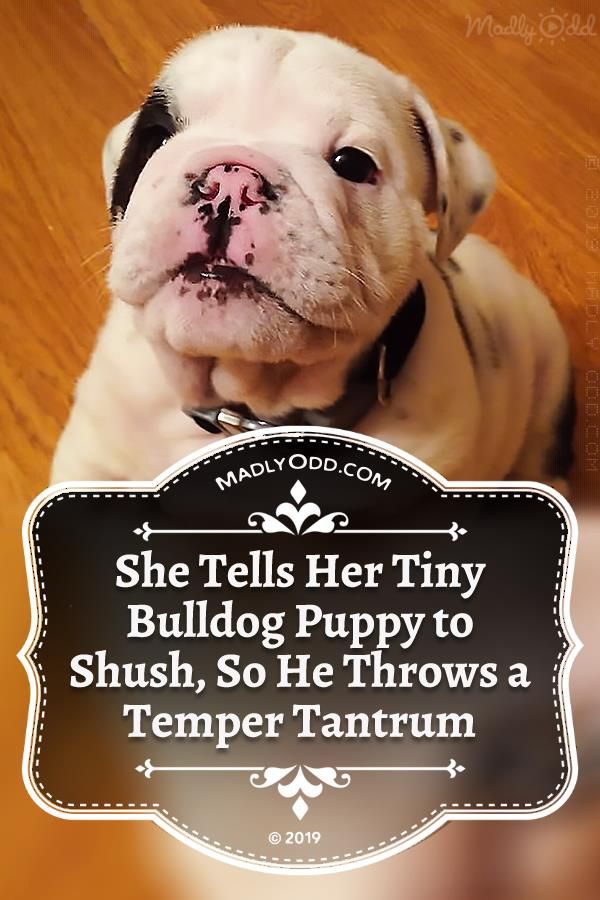 You Know How Bulldogs Are They Can Be Bossy Especially