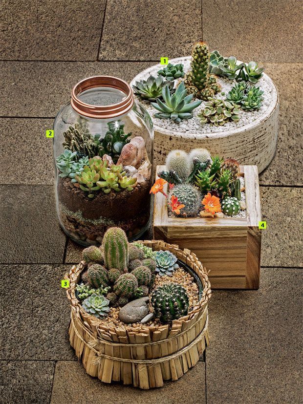 15 Awesome Mini Cactus Gardens Succulents 15 Awesome Mini Cactus Gardens Succulents Garden Plants