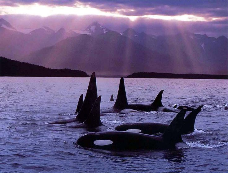 Chilkat Islands State Marine Park Chilkat Islands State Marine Park