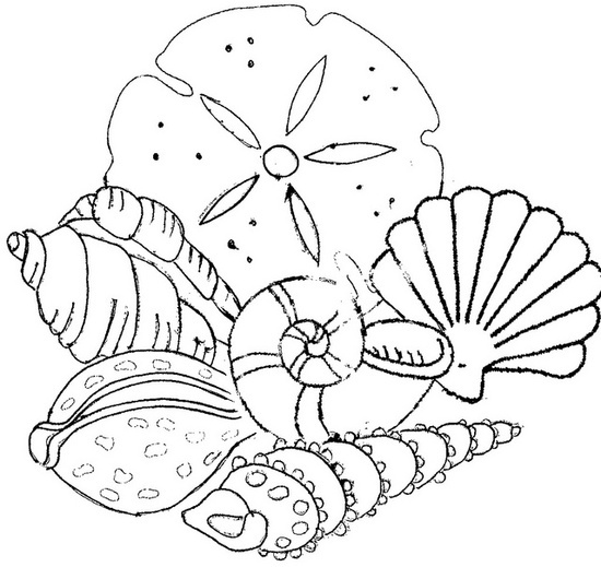 1095 best coloring pages images on pinterest | coloring books ... - Seashell Coloring Pages Printable 1095 best coloring pages images on pinterest | coloring books ... - Seashell Coloring Pages Printable