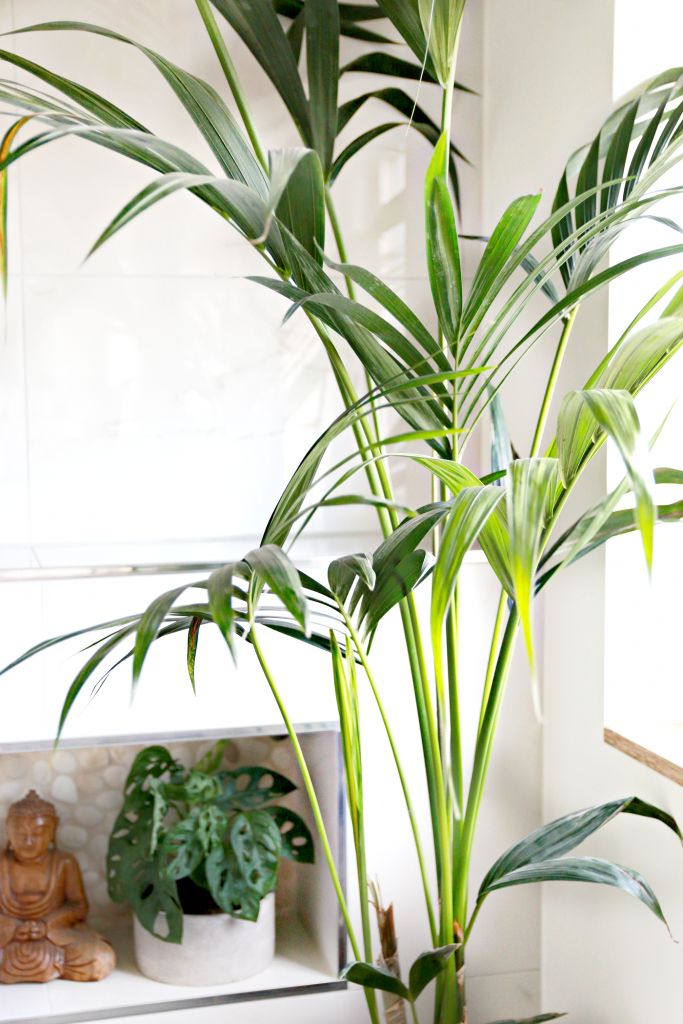 planten in badkamer 25 beste idee 235 n over badkamer planten op pinterest planten in badkamer 25 beste idee 235 n over badkamer planten op pinterest