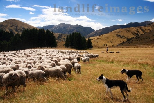 Dog From To New Zealand From Australia Dog From To New Zealand From Australia