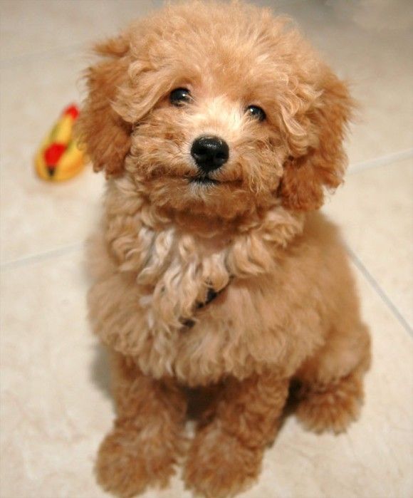 Toy Poodle Toy Poodle Poodle Puppy Poodle