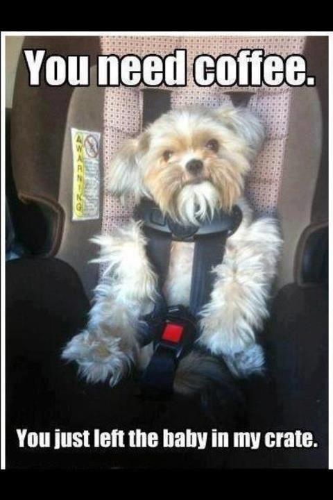 Imma Dog And It S True Baby Imma Dog And It S True Baby
