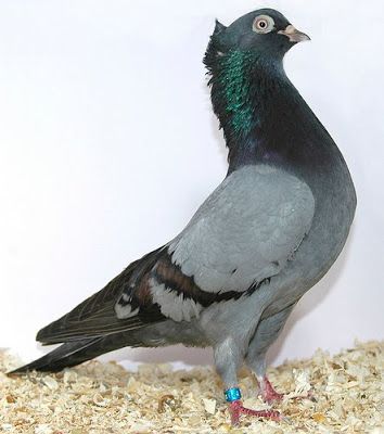 8 best serbian high flying pigeons images on pinterest serbian asian high flyer pigeons