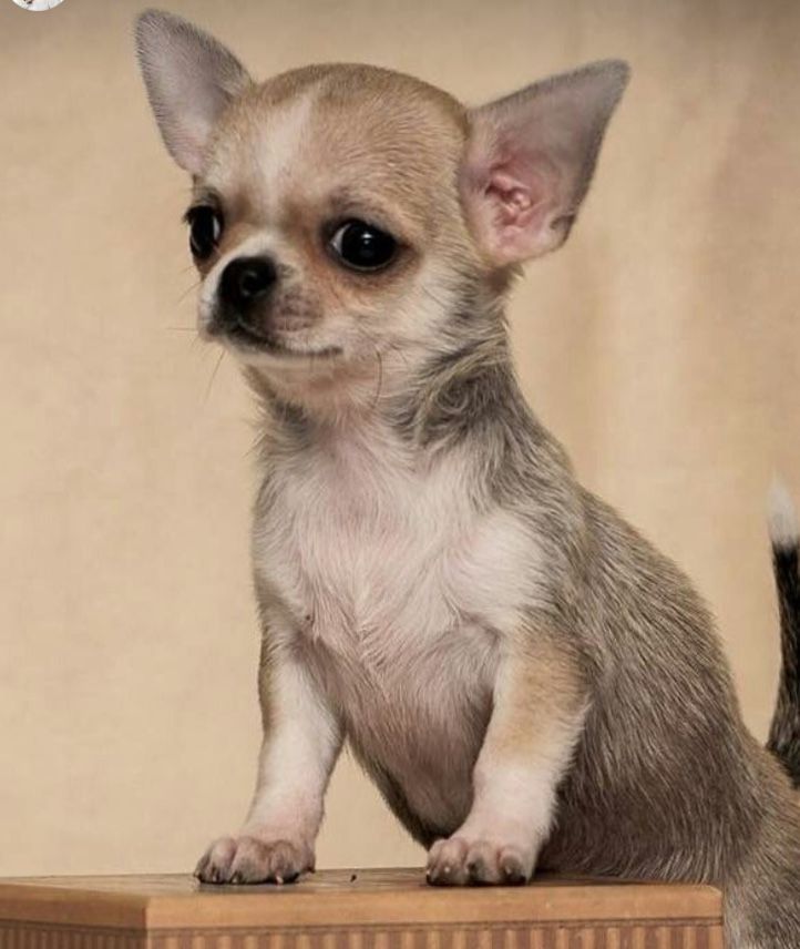 Five Chihuahua Breeds Tips You Need To Learn Now Chihuahua