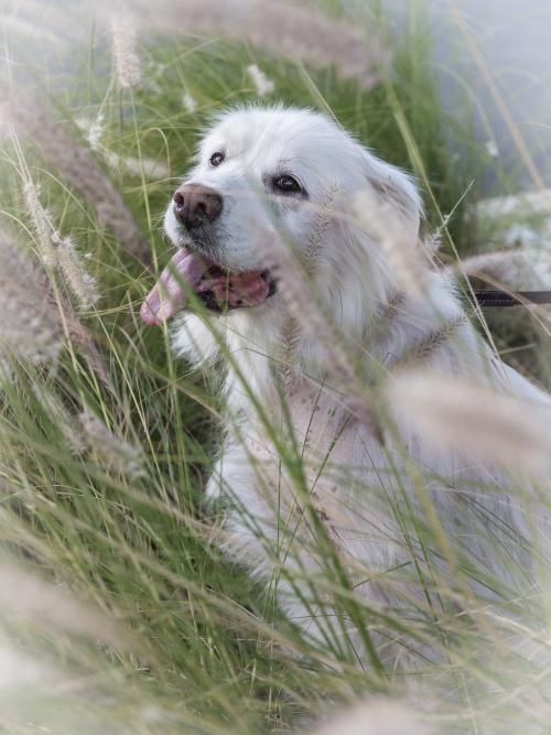 Adopt A Dog From Golden Retriever Rescue Sw Florida Pet Adoptions