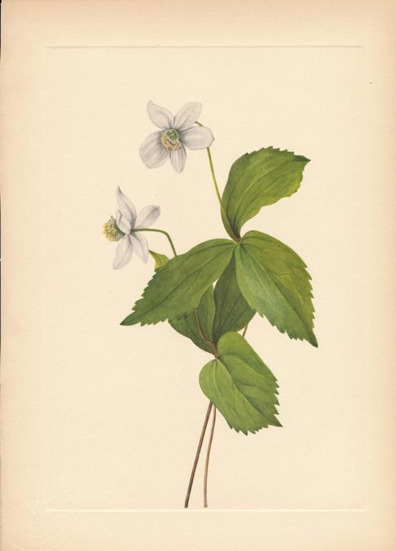 1925 Wildflower Botanical Antique Print