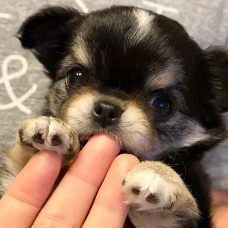チワワ子犬譲ります Sjc Bridges チワワ子犬譲ります Sjc Bridges