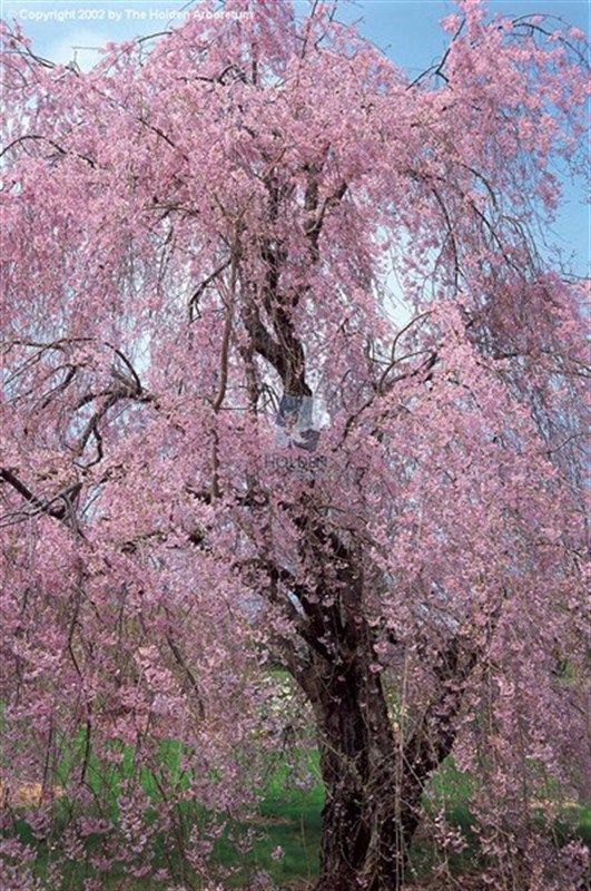 mr d cherry tree pa 25 b 228 sta huvudtanken id 233 erna p 229 anteckningsbok l 228 sare l 228 sf 246 rst 229 else och l 228 sstrategier mr d cherry tree pa 25 b 228 sta huvudtanken id 233 erna p 229 anteckningsbok l 228 sare l 228 sf 246 rst 229 else och l 228 sstrategier