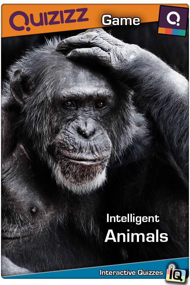 Play this Quizizz game called &quot;Intelligent Animals&quot;. Be