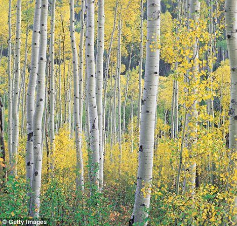birch tree mature singles Meet single women in birch tree mo online & chat in the forums dhu is a 100% free dating site to find single women in birch tree. birch tree mature singles Meet single women in birch tree mo online & chat in the forums dhu is a 100% free dating site to find single women in birch tree.