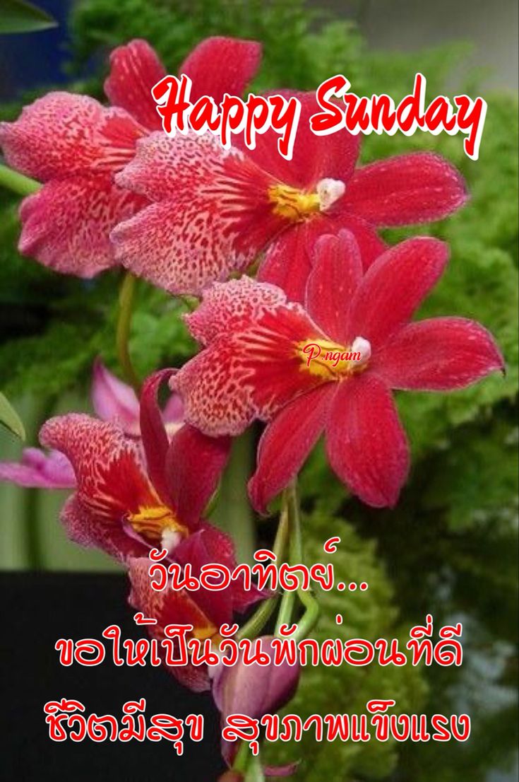 Red Flowers With The Words Happy Sunday In Thai red-flowers-with-the-words-happy-sunday-in-thai